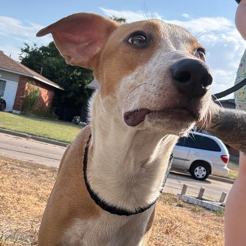 Enlarge JACOBY JELLYBEAN, a Adoptable mixed breed in lawton, OK image 2/6