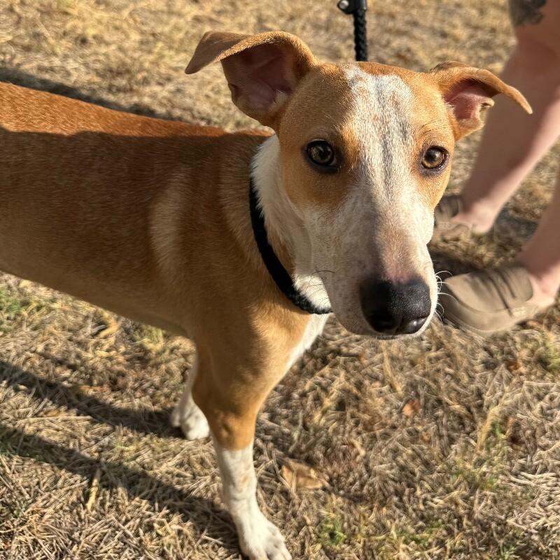 Enlarge JACOBY JELLYBEAN, a Adoptable mixed breed in lawton, OK image 3/6