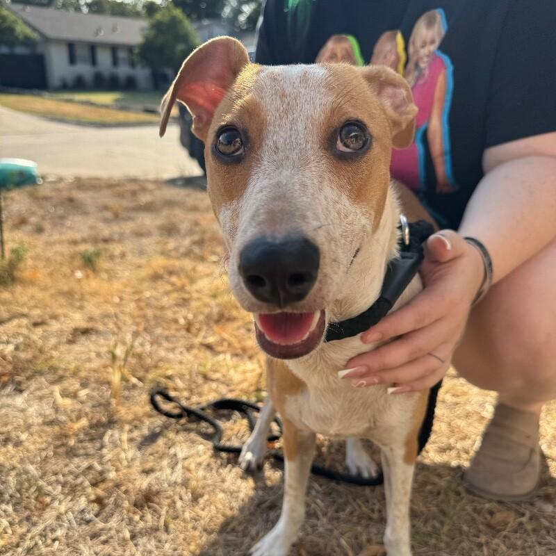 Enlarge JACOBY JELLYBEAN, a Adoptable mixed breed in lawton, OK image 4/6