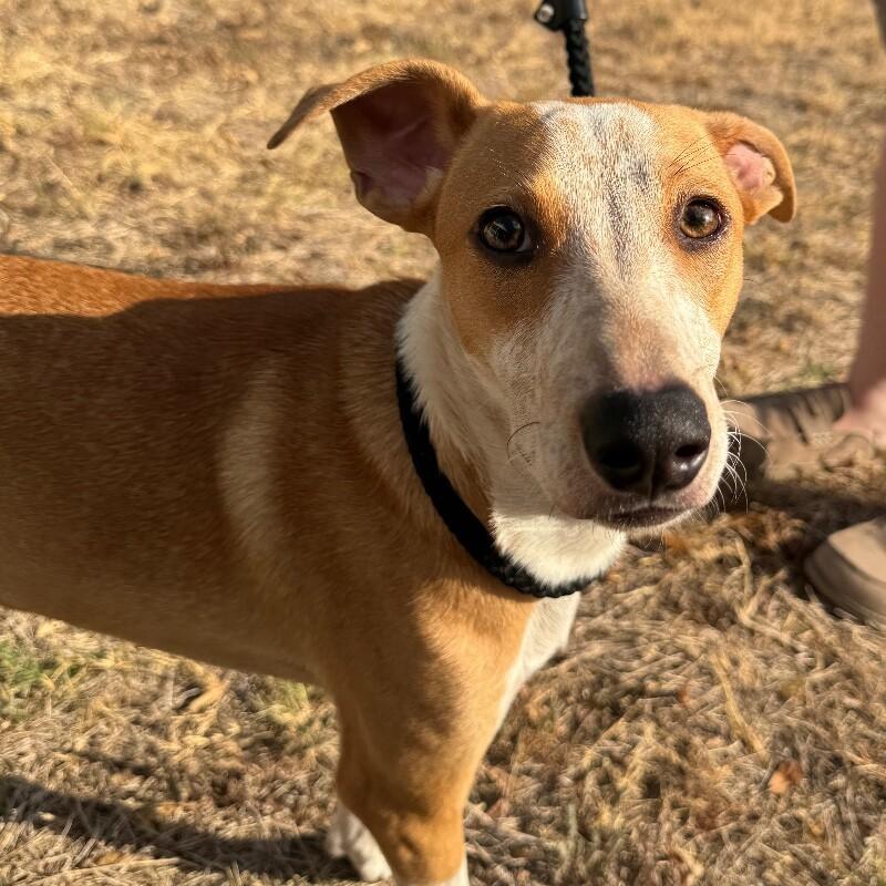 Enlarge JACOBY JELLYBEAN, a Adoptable mixed breed in lawton, OK image 5/6