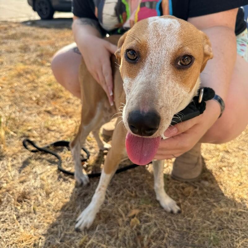 Enlarge JACOBY JELLYBEAN, a Adoptable mixed breed in lawton, OK image 6/6