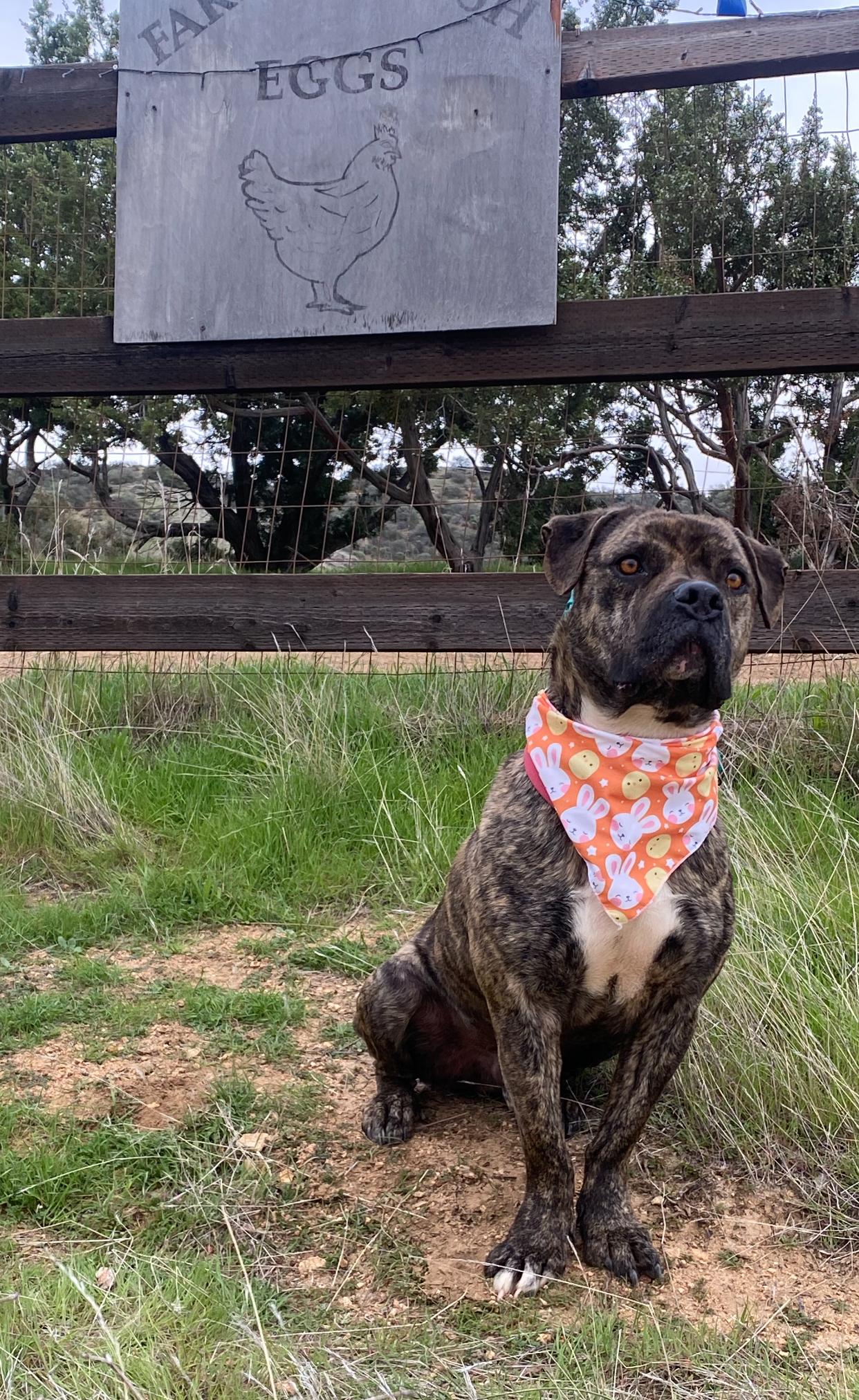 Enlarge Alex, petite, brindle bull mastiff mix, a Adoptable mixed breed in Acton, CA image 5/6