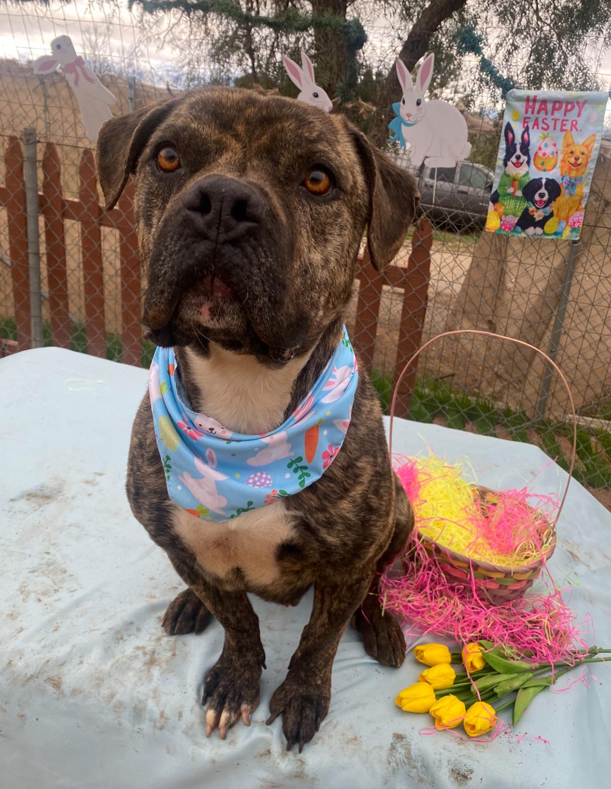 Enlarge Alex, petite, brindle bull mastiff mix, a Adoptable mixed breed in Acton, CA image 1/6