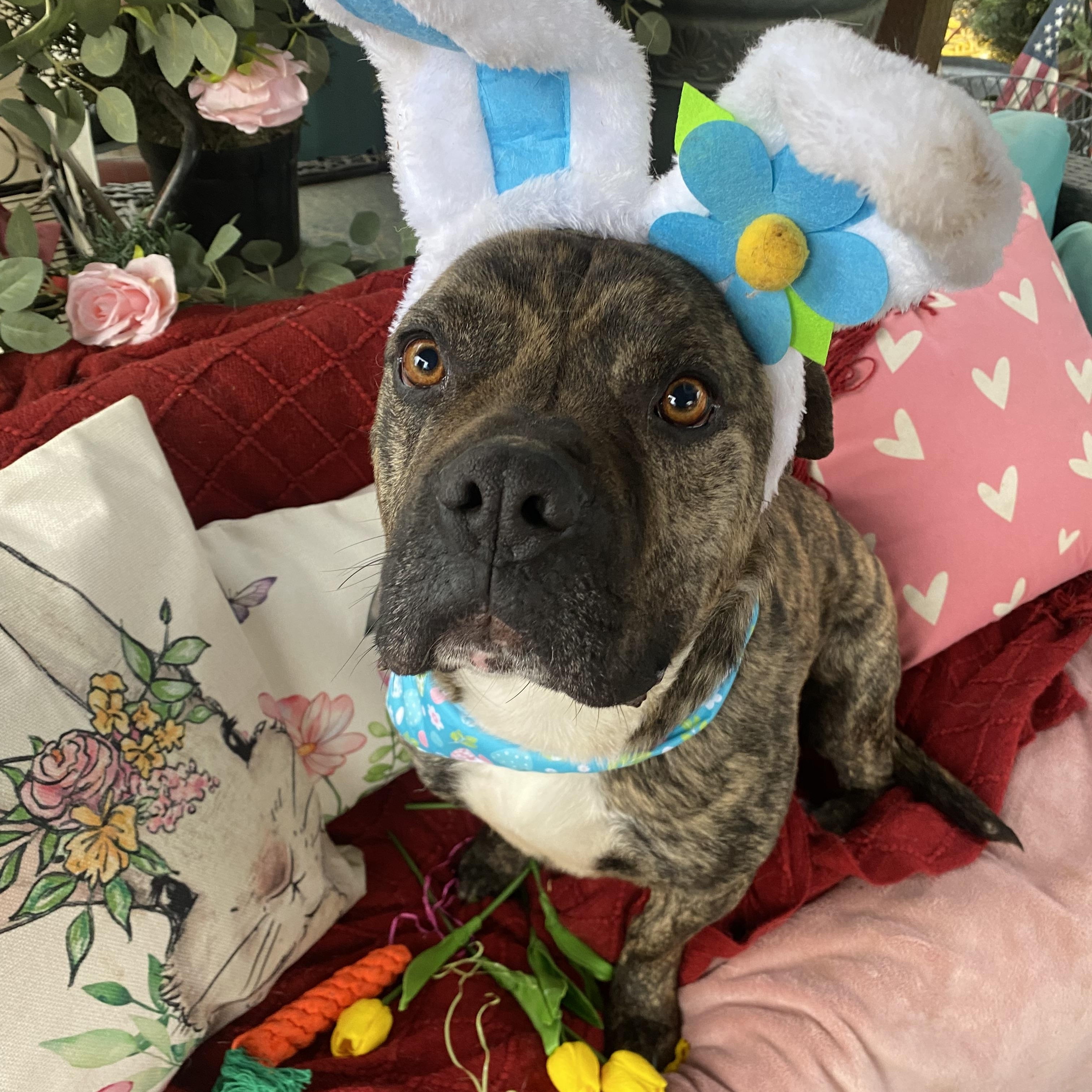 Enlarge Alex, petite, brindle bull mastiff mix, a Adoptable mixed breed in Acton, CA image 3/6