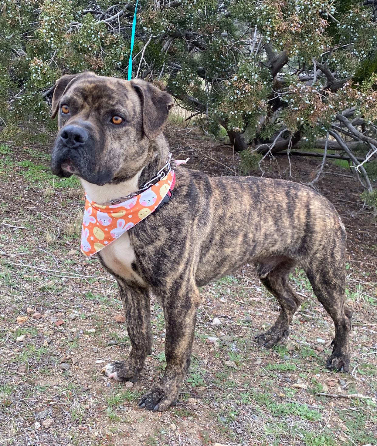 Enlarge Alex, petite, brindle bull mastiff mix, a Adoptable mixed breed in Acton, CA image 4/6