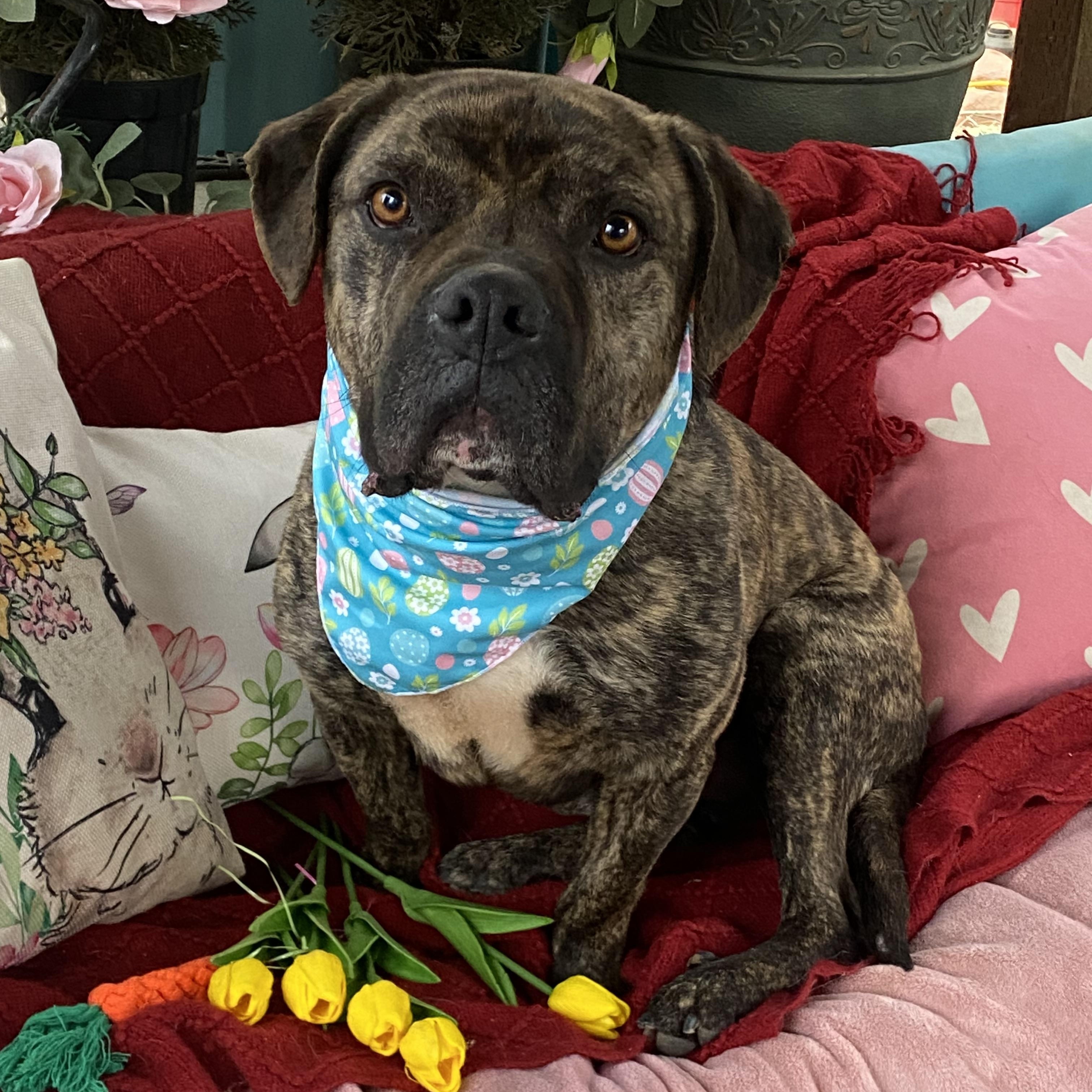 Enlarge Alex, petite, brindle bull mastiff mix, a Adoptable mixed breed in Acton, CA image 2/6