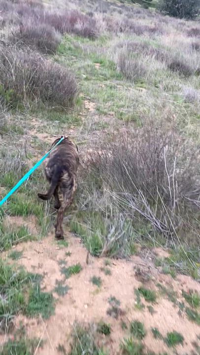 Enlarge Alex, petite, brindle bull mastiff mix, a Adoptable mixed breed in Acton, CA video 6/6