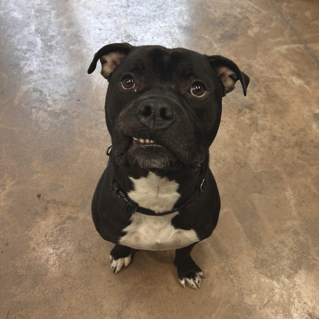 Gaston, Adoptable, Adult Male Pit Bull Terrier.