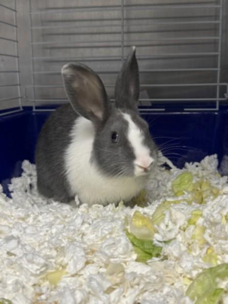 JIFFY, Adoptable, Young Female Bunny Rabbit.