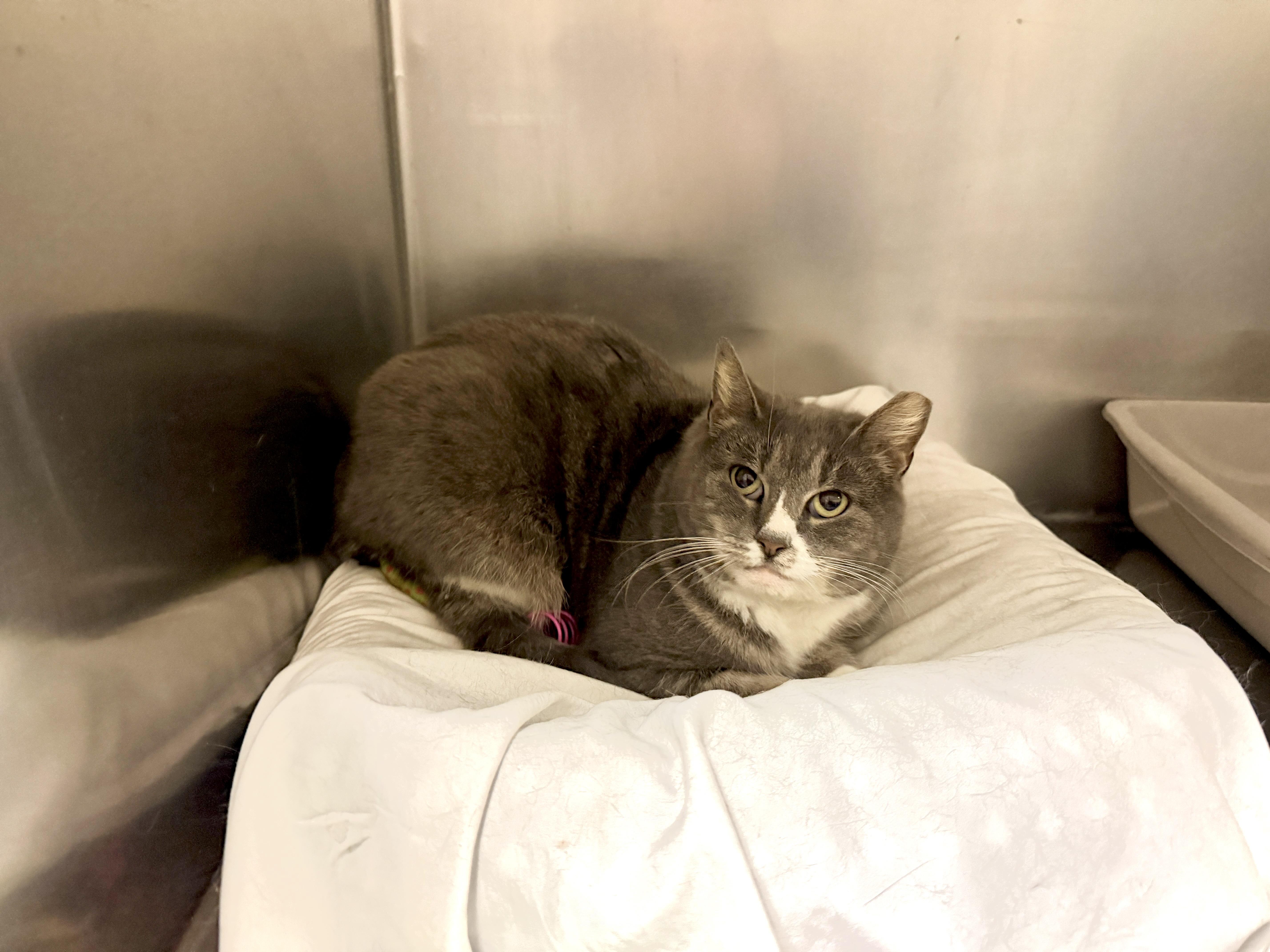 Enlarge Ivy, a ADOPTABLE Domestic Short Hair in Wantagh, NY image 6/6