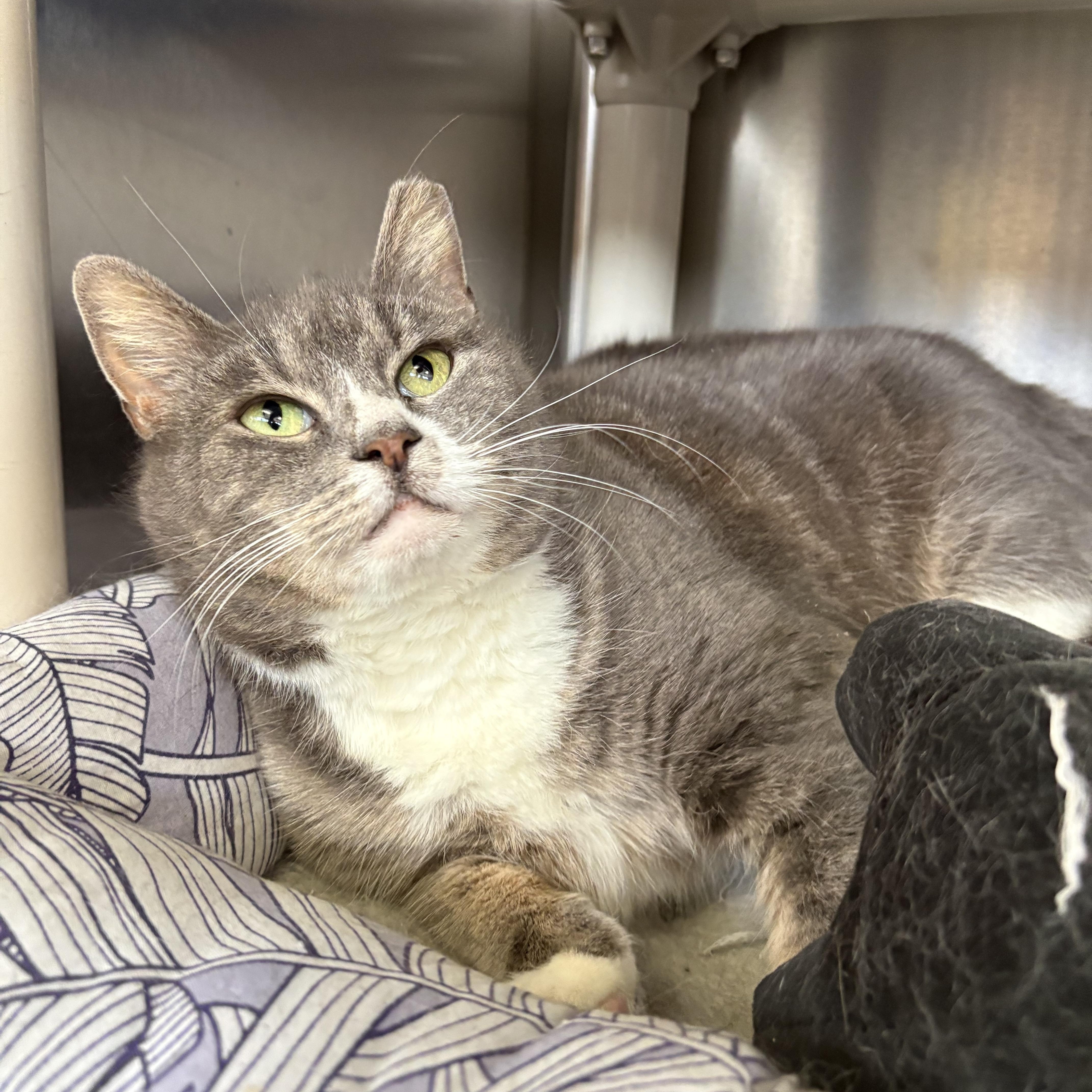 Enlarge Ivy, an adoptable Domestic Short Hair in Wantagh, NY image 1/3