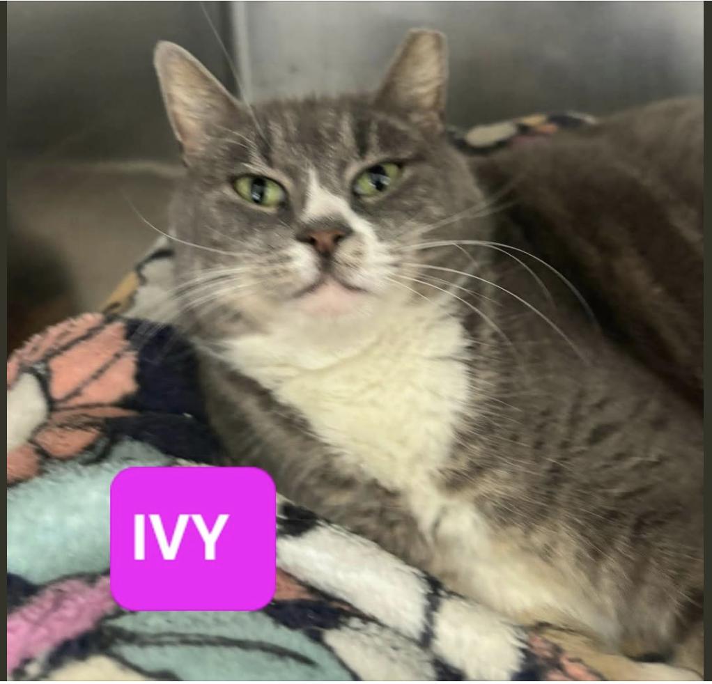 Ivy, ADOPTABLE, Adult Female Domestic Short Hair.