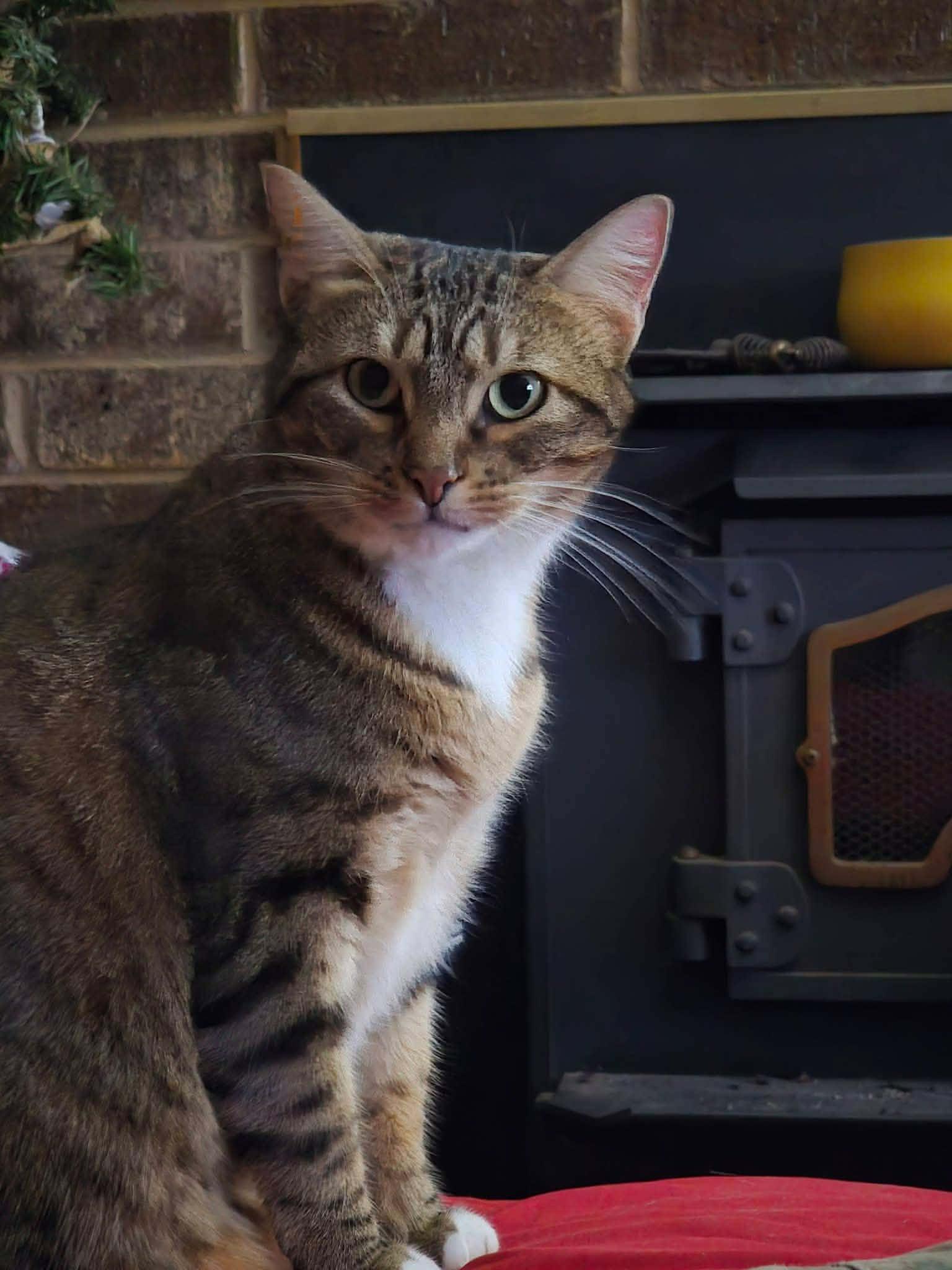 Enlarge Sadie, a ADOPTABLE mixed breed in Oklahoma City, OK image 3/6