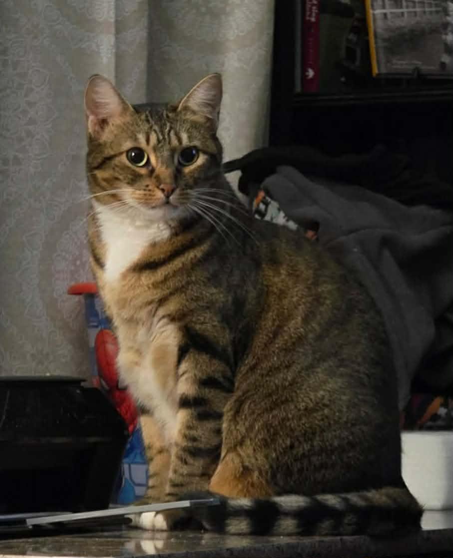 Sadie, ADOPTABLE, Adult Female Domestic Short Hair.