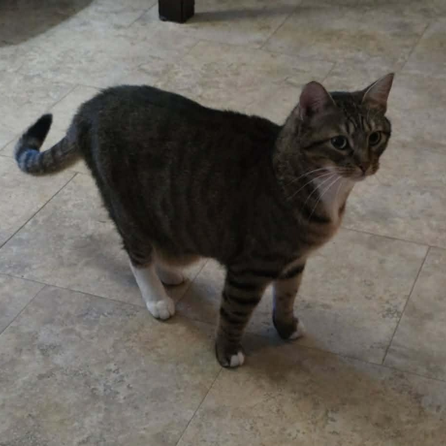 Enlarge Sadie, a ADOPTABLE mixed breed in Oklahoma City, OK image 5/6