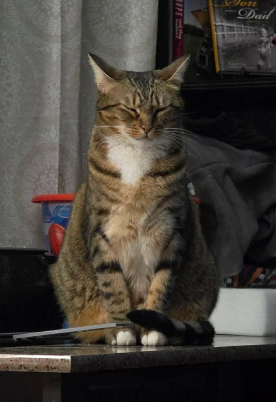 Enlarge Sadie, a ADOPTABLE mixed breed in Oklahoma City, OK image 6/6