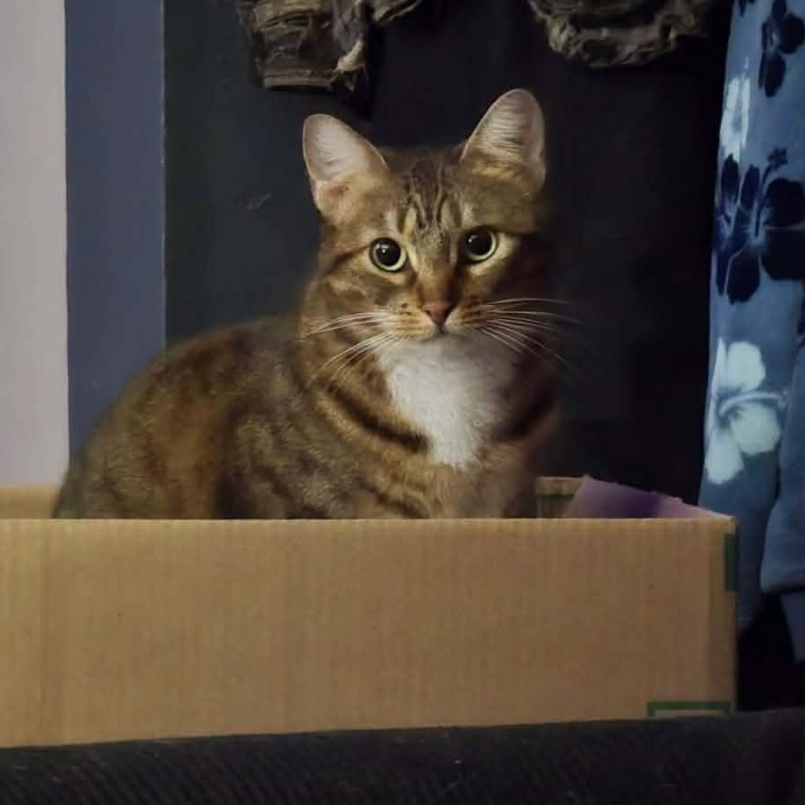 Enlarge Sadie, a ADOPTABLE mixed breed in Oklahoma City, OK image 2/6