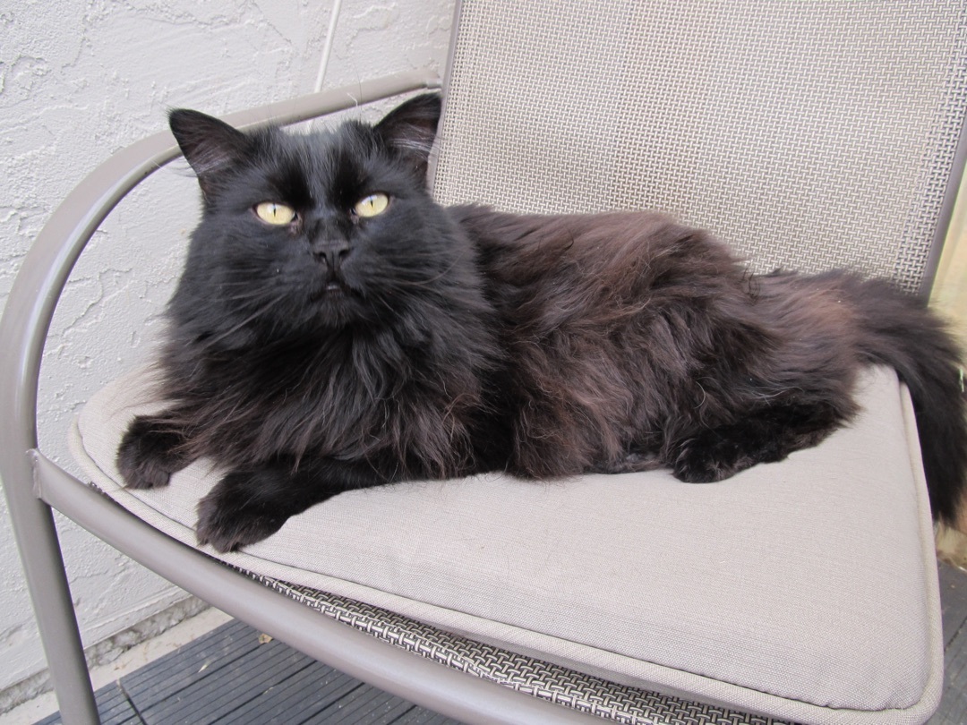 Jeannie, Adoptable, Adult Female Domestic Long Hair & Siberian.