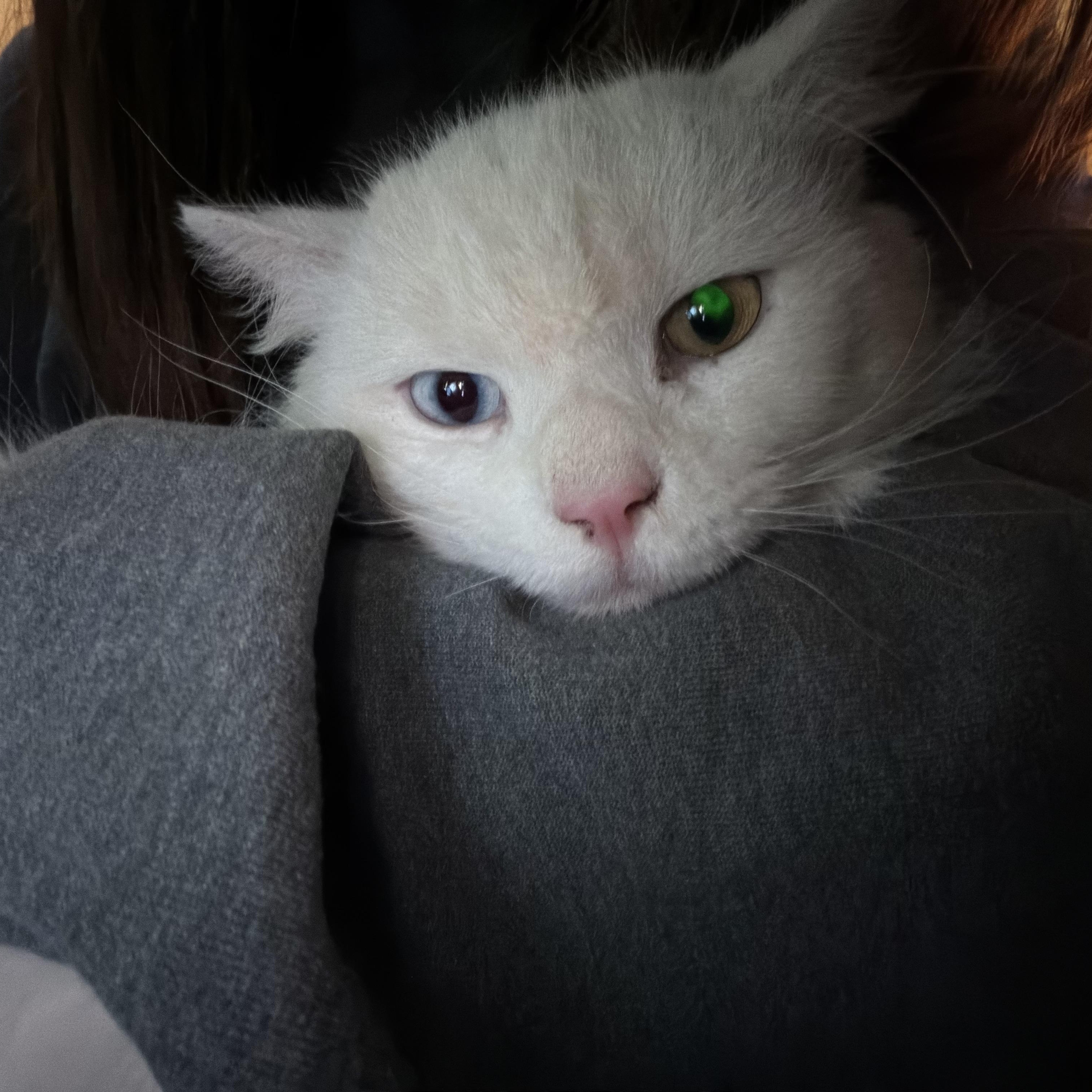 Enlarge Meep, a ADOPTABLE Domestic Long Hair in San Diego, CA image 4/5