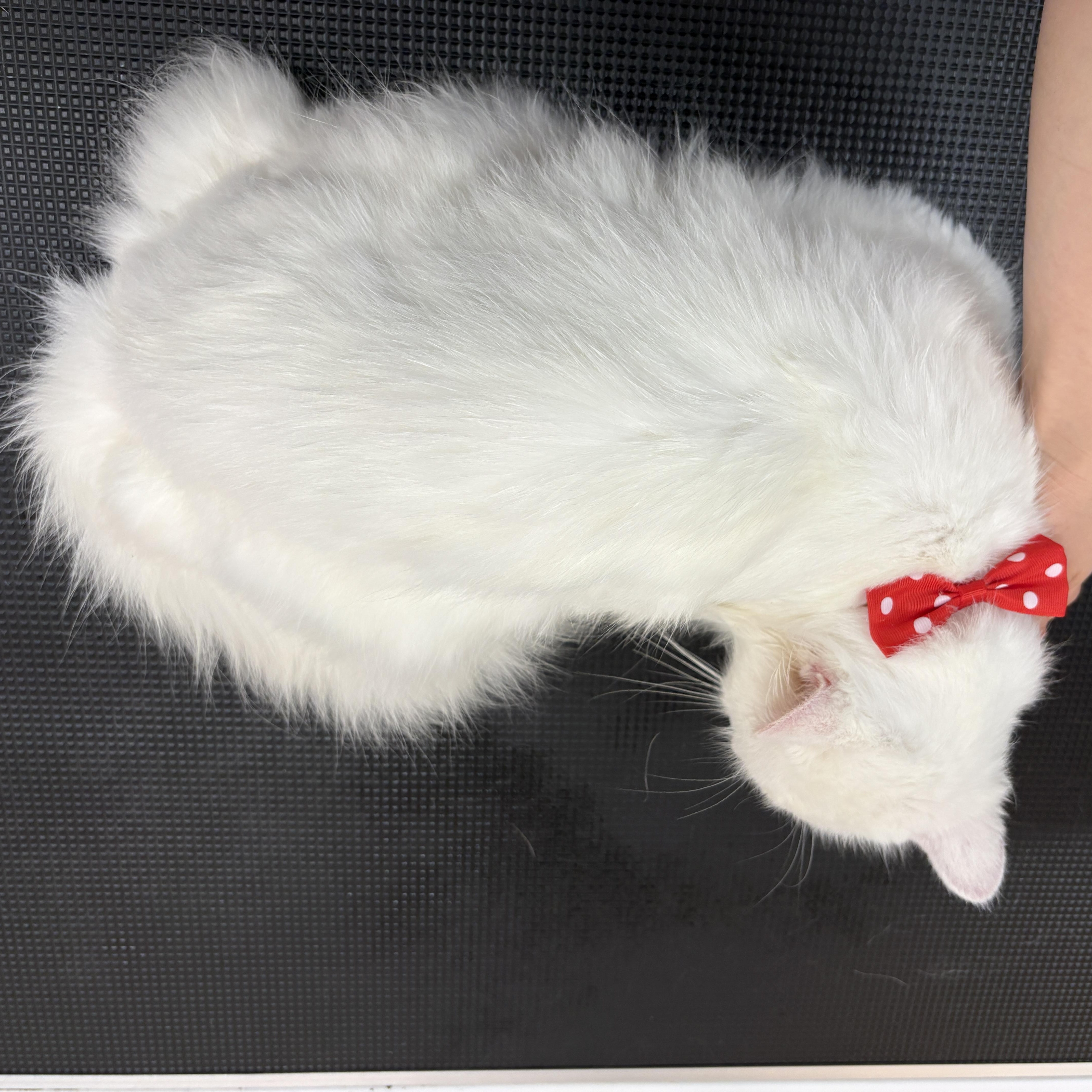 Enlarge Meep, a ADOPTABLE Domestic Long Hair in San Diego, CA image 5/5