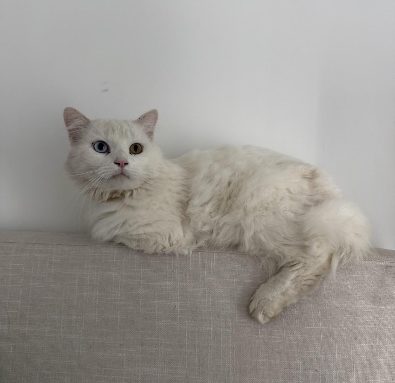 Enlarge Meep, a ADOPTABLE Domestic Long Hair in San Diego, CA image 3/5
