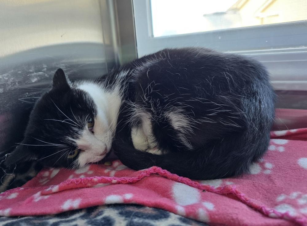 Dodger, Adoptable, Adult Male Domestic Short Hair.