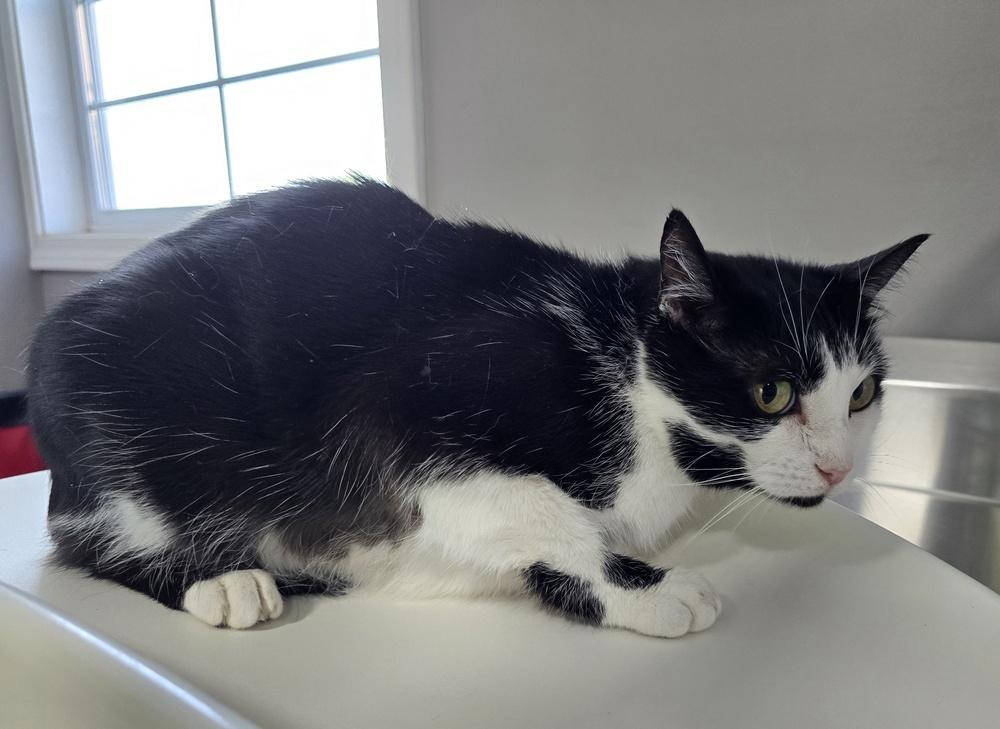 Dodger, a Adoptable Domestic Short Hair image 2/3