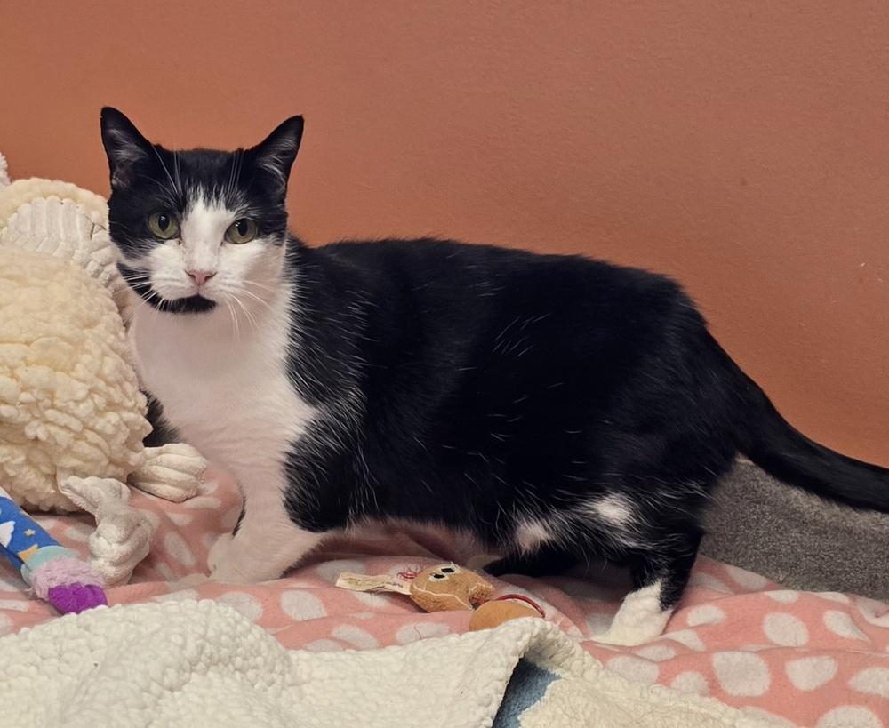 Dodger, a Adoptable Domestic Short Hair image 3/3