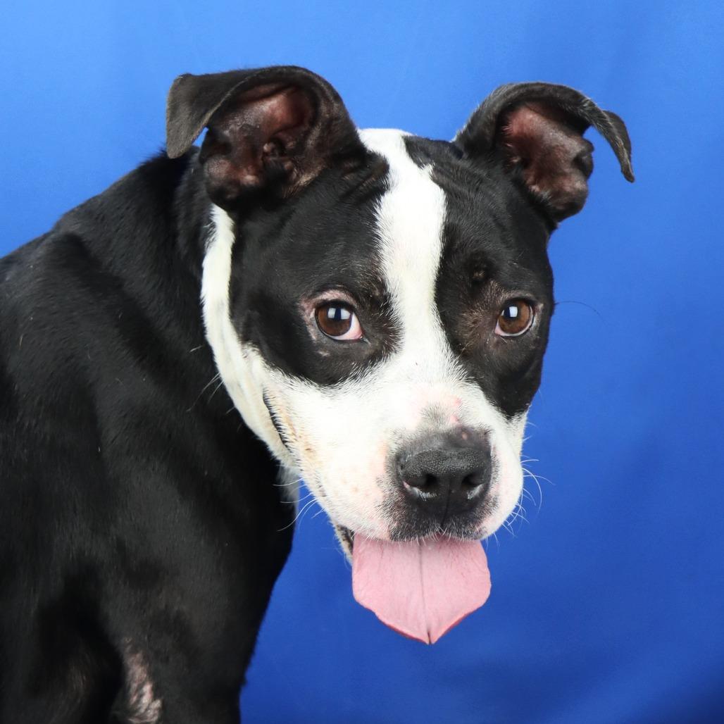 Jade - 062708T, Adoptable, Adult Female Boxer.