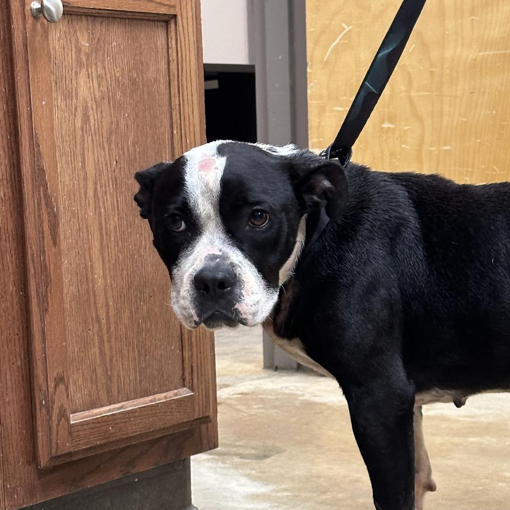 Jade - 062708T, a Adoptable mixed breed in Tupelo, MS image 2/3