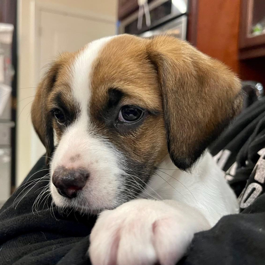 Enlarge Peanut, an adopted mixed breed in Richmond, VA image 4/5