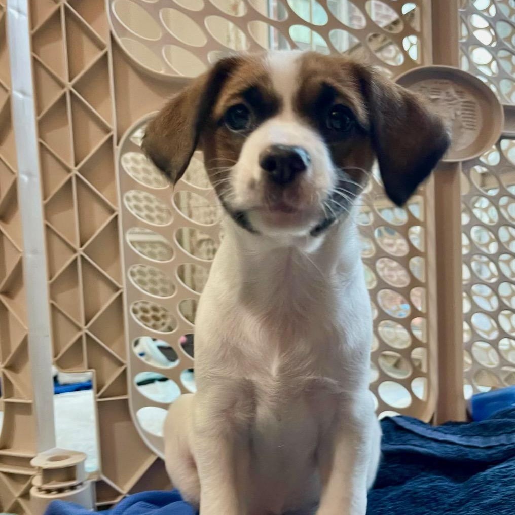 Enlarge Peanut, an adopted mixed breed in Richmond, VA image 5/5