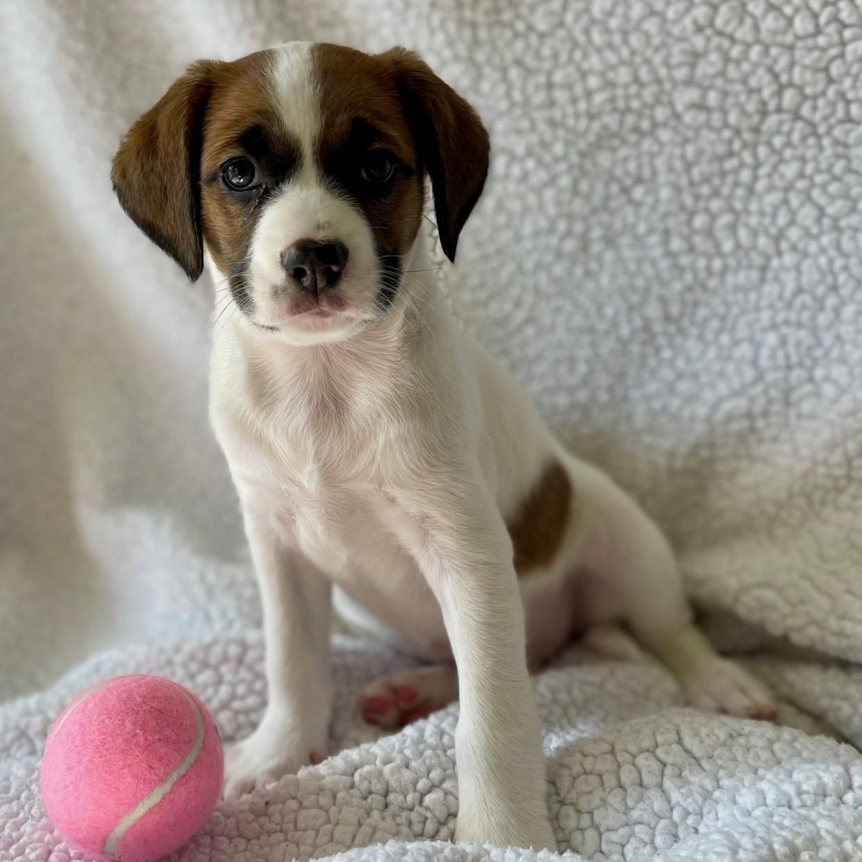 Peanut, Adoptable, Puppy Female Mixed Breed.