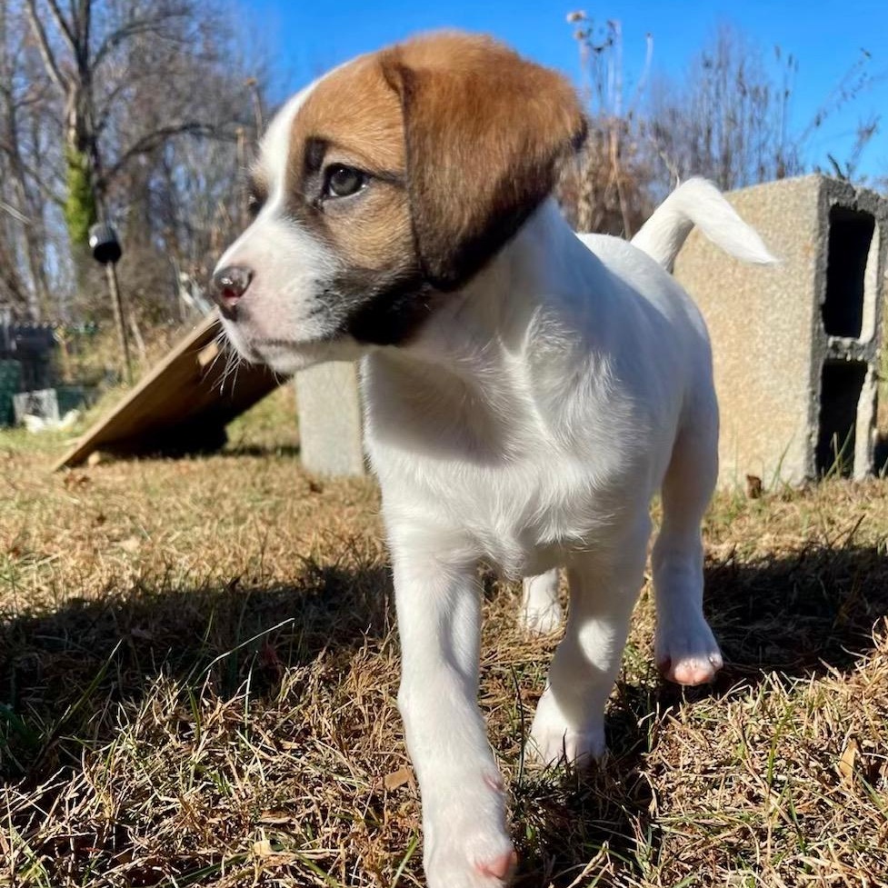 Enlarge Peanut, an adopted mixed breed in Richmond, VA image 2/5
