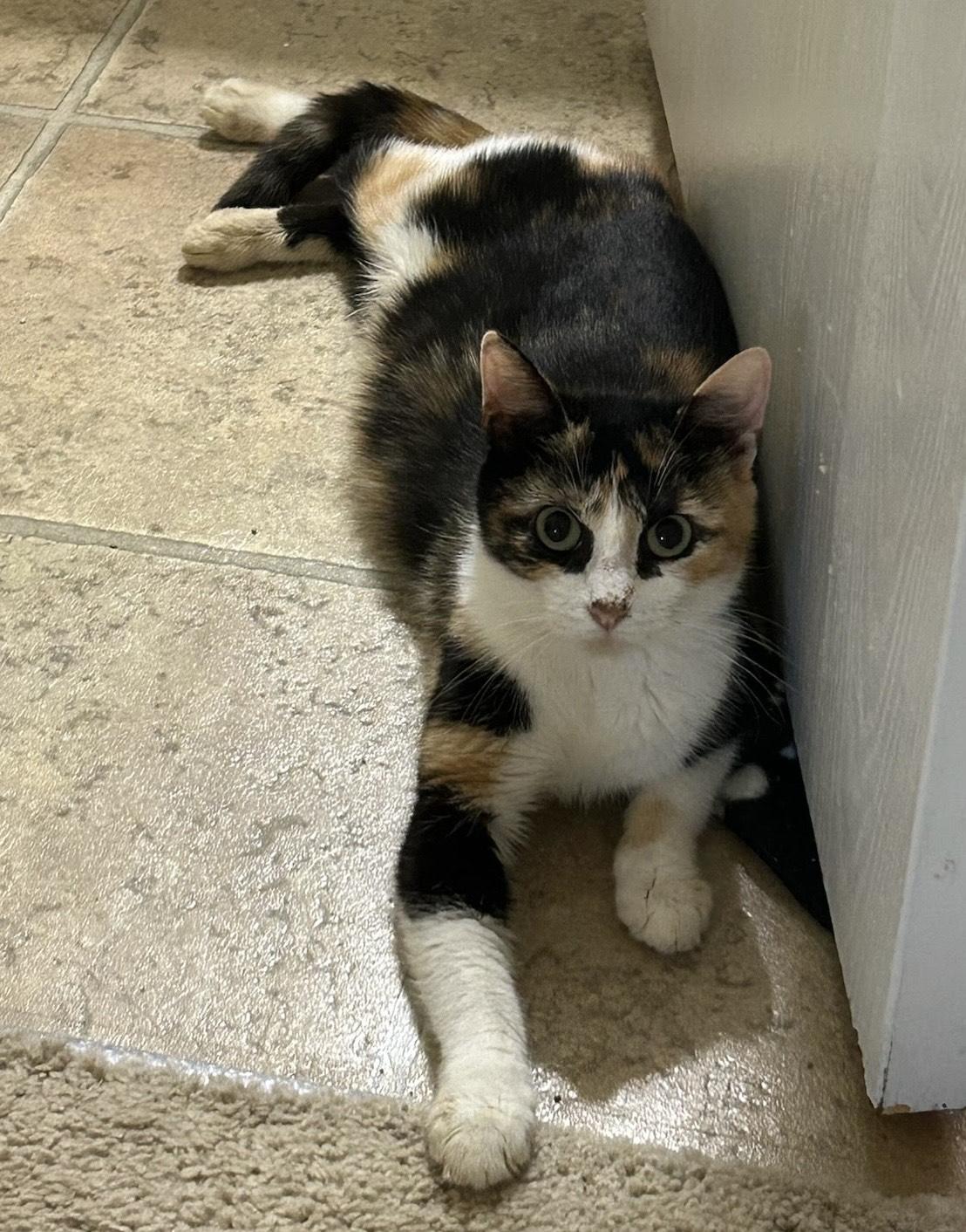 Pearl, Adoptable, Adult Female Domestic Short Hair.