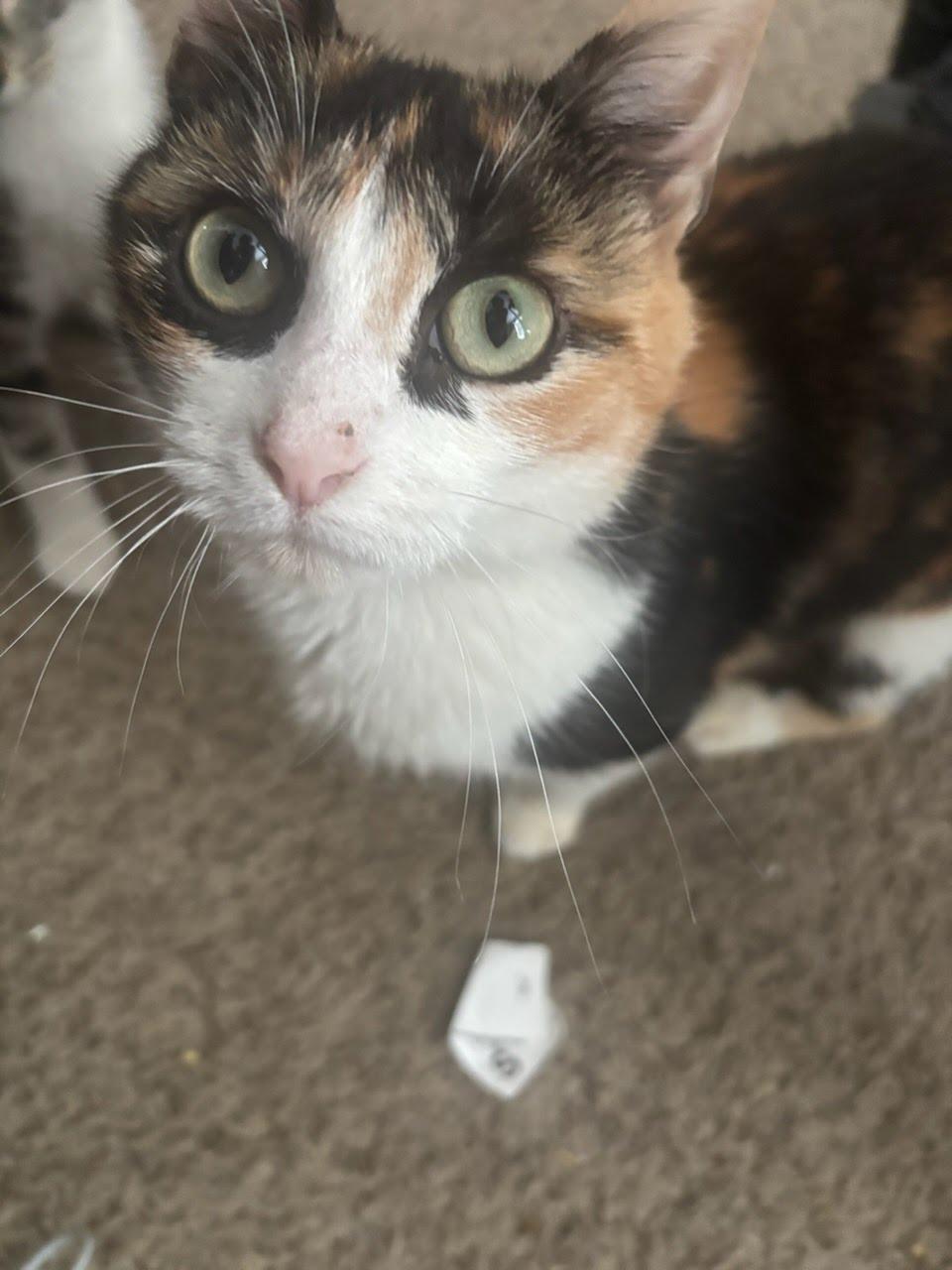 Enlarge Pearl, a Adoptable Domestic Short Hair in Kenosha, WI image 5/6