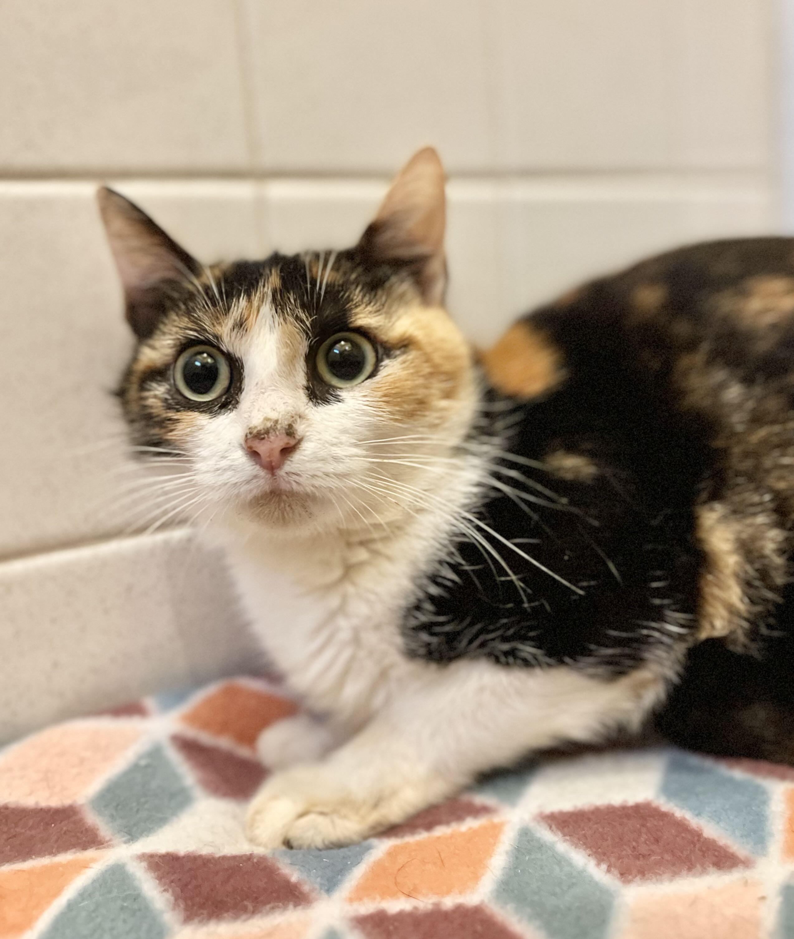 Pearl, a Adoptable Domestic Short Hair in Kenosha, WI image 3/3