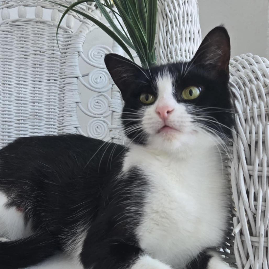 Courage Carmine 55252, Adoptable, Young Female Domestic Short Hair.