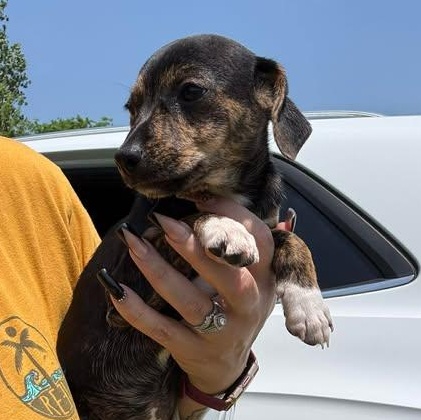 Enlarge Cora, a Adoptable Chiweenie in Crosby, TX image 2/4