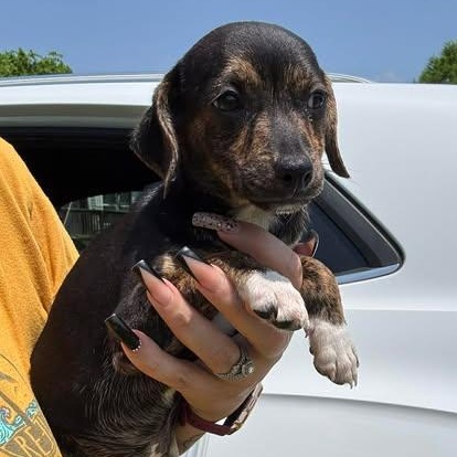 Enlarge Cora, a Adoptable Chiweenie in Crosby, TX image 3/4