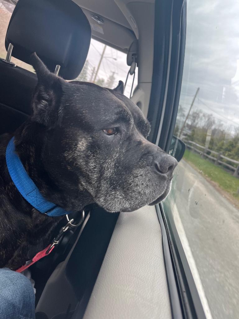 Bane, Adoptable, Adult Male Cane Corso.