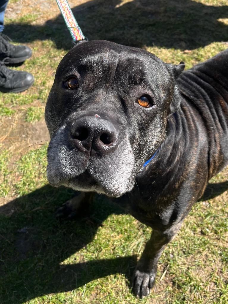 Bane, a Adoptable Cane Corso in Fall River, MA image 1/6