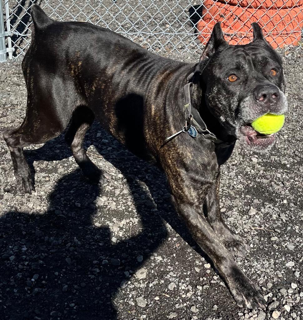 Bane, Adoptable, Adult Male Cane Corso.