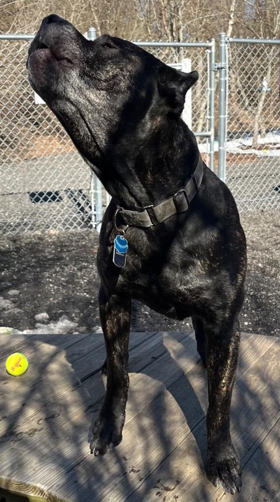 Bane, a Adoptable Cane Corso in Fall River, MA image 3/6