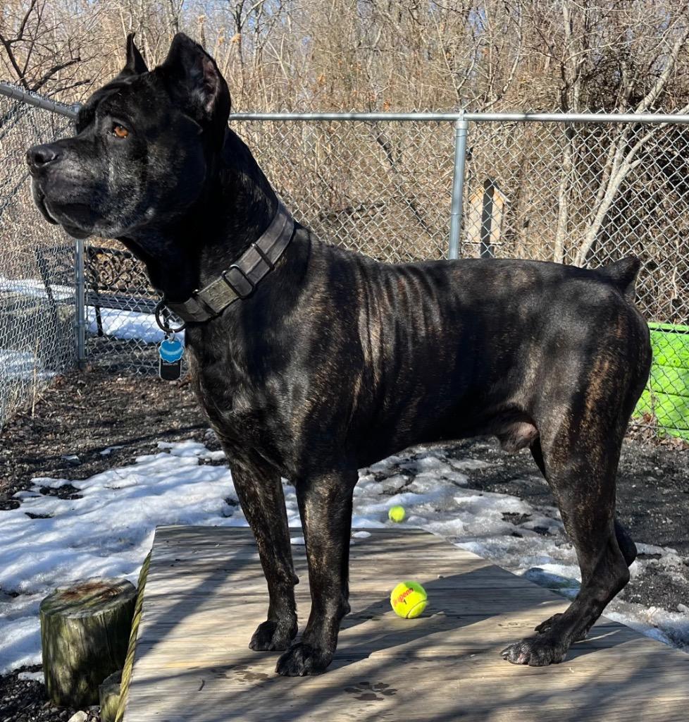Bane, a Adoptable Cane Corso in Fall River, MA image 4/6