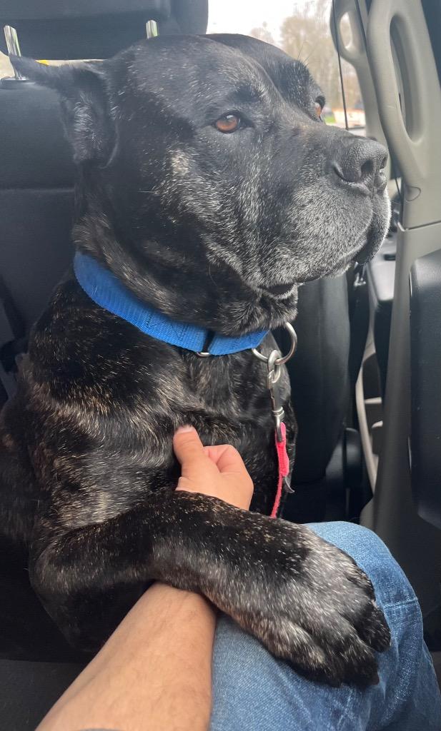 Enlarge Bane, a Adoptable Cane Corso in Fall River, MA image 4/6
