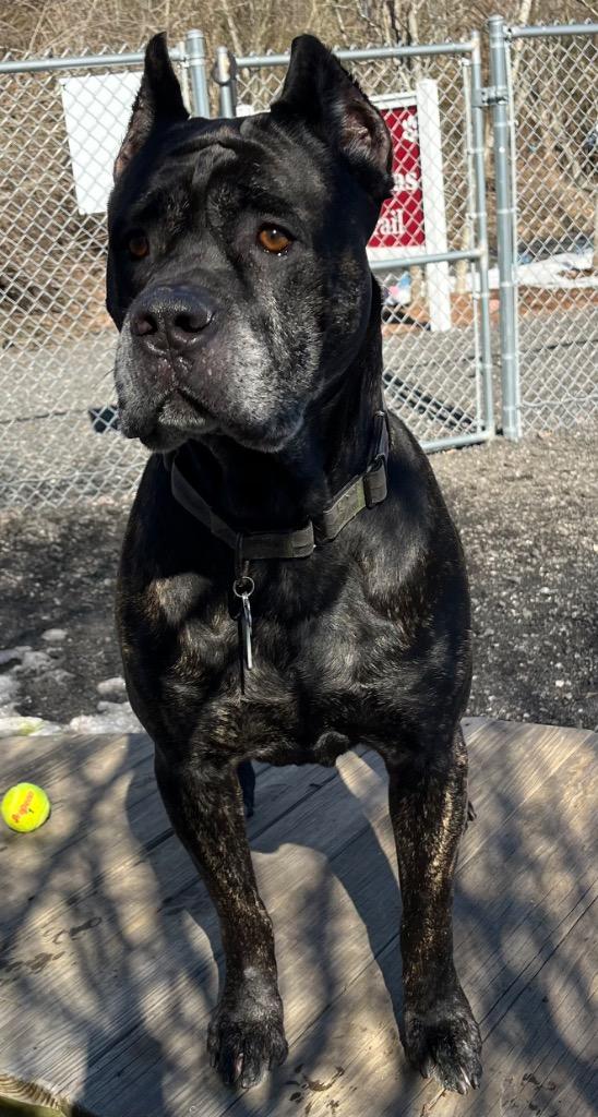 Bane, a Adoptable Cane Corso in Fall River, MA image 5/6