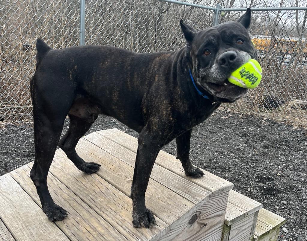 Enlarge Bane, a Adoptable Cane Corso in Fall River, MA image 5/6