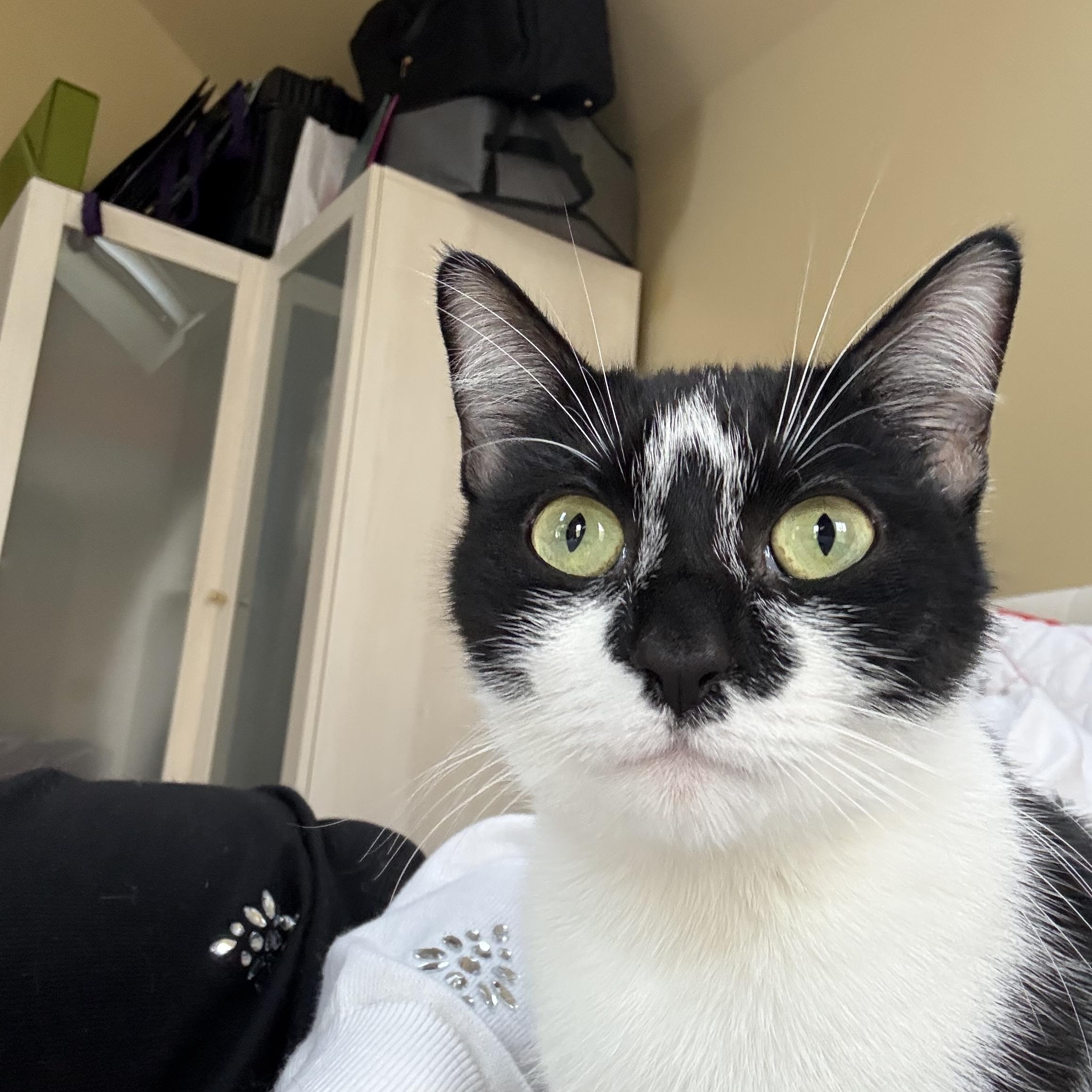 Fresa, an adoptable Tuxedo in Wanaque, NJ image 2/5