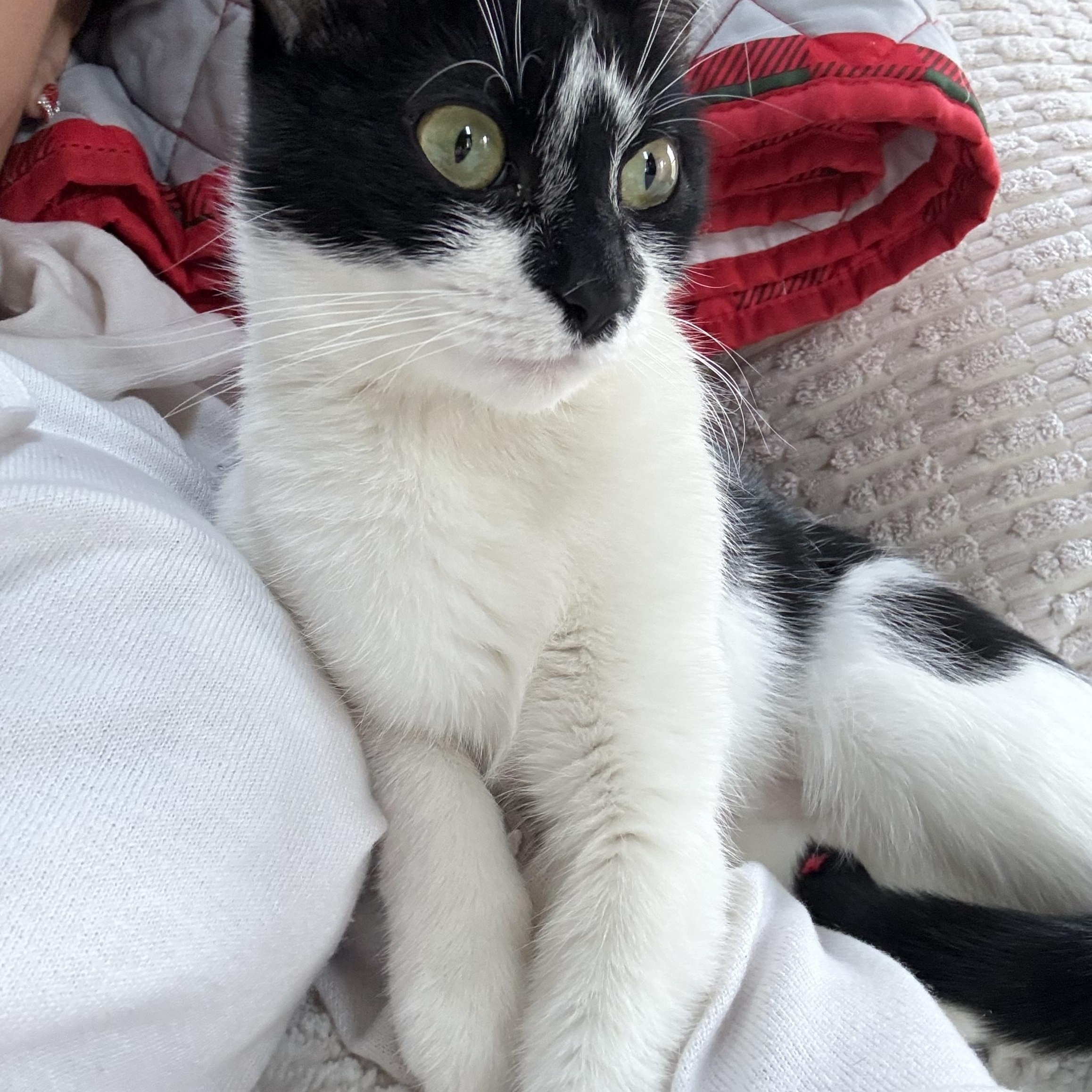 Fresa, an adoptable Tuxedo in Wanaque, NJ image 1/5